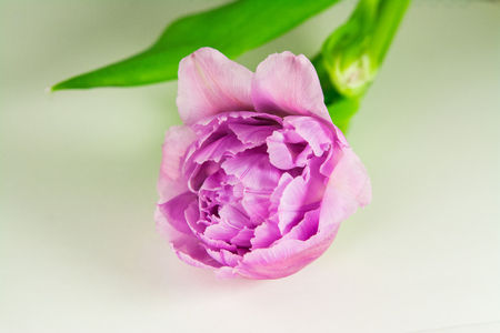 single purple tulip isolated on white backgroundの写真素材