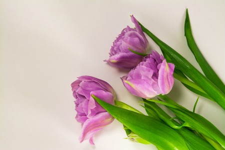 Three purple tulips isolated on white backgroundの写真素材
