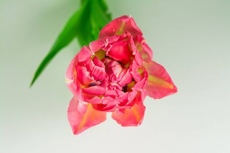 Red tulip, flower head isolated on white background.の写真素材