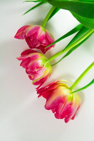 Three beautiful Pink and tulips isolated on white background.の写真素材