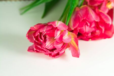 Pink and red tulips, flowers head isolated on white background.の写真素材
