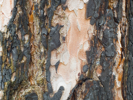 Natural Burnt wood background. Pine texture.の写真素材