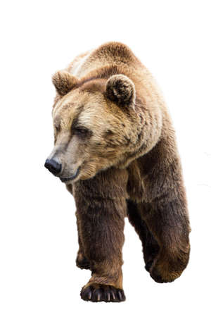 Brown bear (Ursus arctos).の写真素材