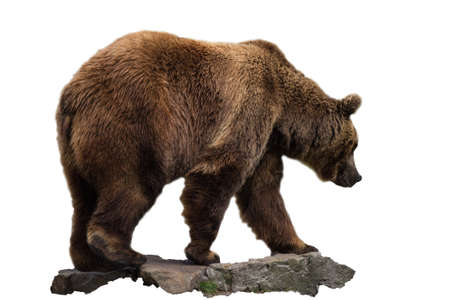 Brown bear (Ursus arctos).の写真素材