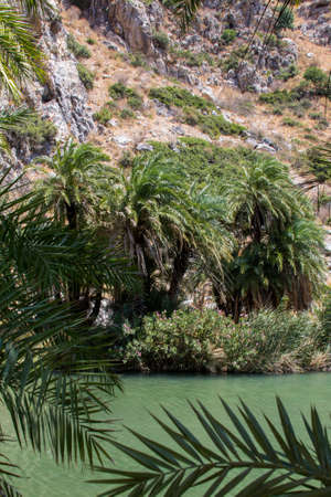 Preveli gorge where there are palm trees and the river.の写真素材