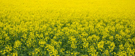 Yellow field rapeseed in bloom. Beautiful background. Concept image. Peaceful nature.の写真素材