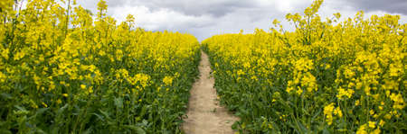 Clear path among the bio field with still growing up and unopened yellow flowers. Photo before the sunset hour. Peaceful nature. Beautiful background. Concept image.の写真素材