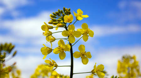 Yellow rapeseed flower with blue sky and white clouds. Peaceful nature. Beautiful background. Concept image.の写真素材