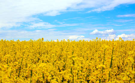 Yellow field rapeseed in bloom with blue sky and white clouds. Peaceful nature. Beautiful background. Concept image.の写真素材