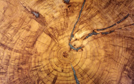 Texture cut wood. Beautiful wooden background. Concept image.の写真素材