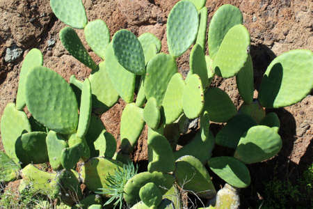 DETAIL VIEW OF THE CARDON CACTUS WITH GREEN AND TORQOUISE COLORS.の写真素材