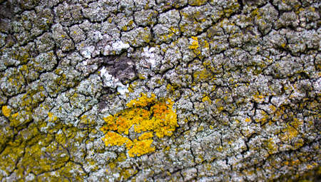 Tree bark with small spots of moss. Beautiful background.の写真素材