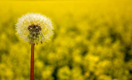 White dandelion against the background of a yellow field of rape. Peaceful nature. Beautiful background. Concept image.の写真素材