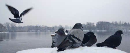 Funny Pigeon flies. Pigeons on the embankment of the river.の写真素材