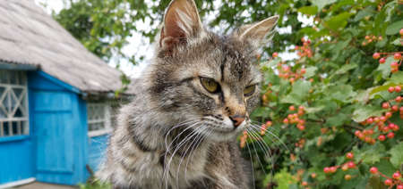Gray cat is standing near the blue house in the background beautiful summer green. The cat lazily looks straight aheadの写真素材