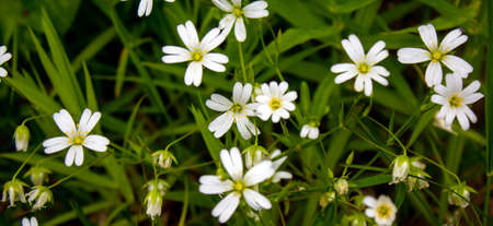 White field flowers among green grass. Peaceful nature. Beautiful background. Concept image.の写真素材