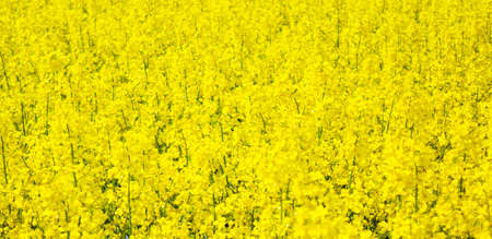 Yellow field rapeseed in bloom. Beautiful background. Concept image.
