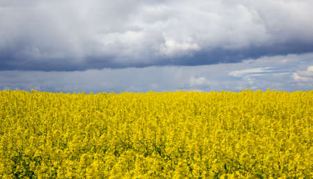 Concept image. Yellow field rapeseed in bloom with blue sky and white clouds. Peaceful nature. Beautiful background.の写真素材