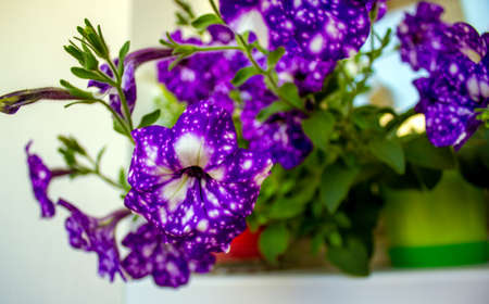 Bush of petunia flowers on a white background. Concept image.