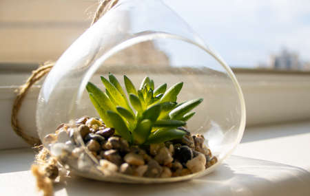 Little cactus in a glass vase in the warm sunlight. Peaceful nature.の写真素材