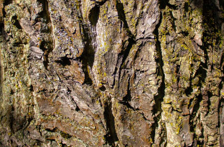 Tree bark in warm sunlight. Beautiful background.