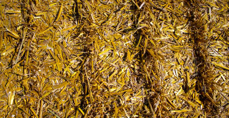 Close up of straw background texture. Concept image. Peaceful nature.