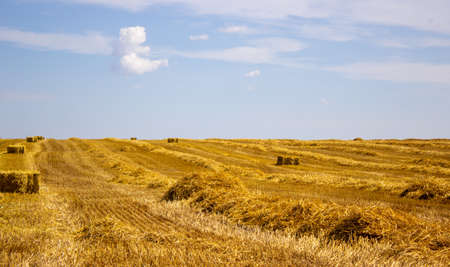 Straw roll bale with crop field, photovoltaic panel and blue sky in background. Enregy, food.の写真素材