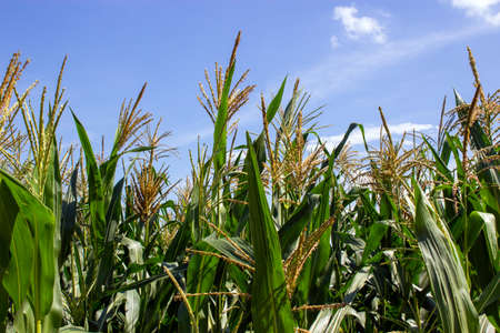 Blooming corn on the background of a corn field. Cornfield. Corn leaves against the sky. Peaceful...