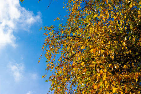 Orange yellow discolored leaves on the branches of birch trees in the autumn season against a blue...