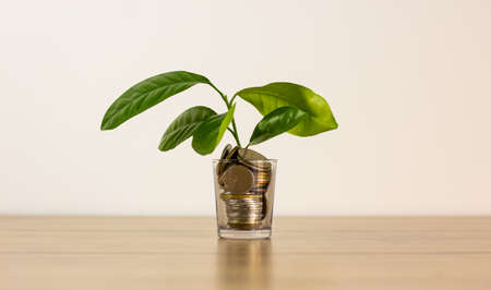 Jar with coins. Plant sprout grows in the jar. Wooden table. Budget, saving money concept with copy space for web banner.の写真素材