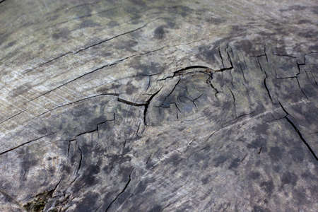 Shabby wood background. Old grey wood planks. Beautiful grey wooden background. Concept image.