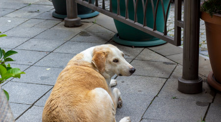 Ginger homeless dog sadly looking down. He put his head on his paw. Homeless dog concept. Conceptual...