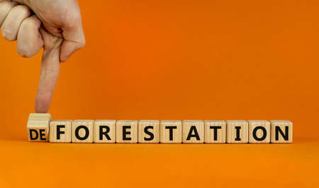 Forestation or deforestaion symbol. Ecologist turns wooden cubes and changes the word deforestation to forestation. Orange background, copy space. Ecological, forestation or deforestaion concept.の写真素材