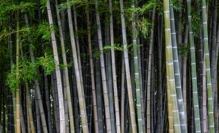 Selective focus. Stunning view of a defocused bamboo forest during a sunny day. Natural, green background with copy space. Beautiful landscape of bamboo grove in the forest. Peaceful nature concept.の写真素材