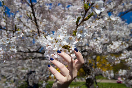 Closeup of a beautiful young woman's hand with manicure holding branch of blooming cherry tree in...