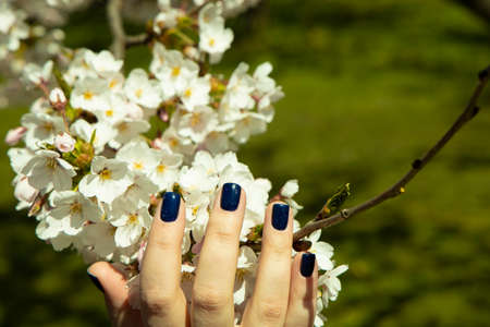 Closeup of a beautiful young woman's hand with manicure holding branch of blooming cherry tree in...