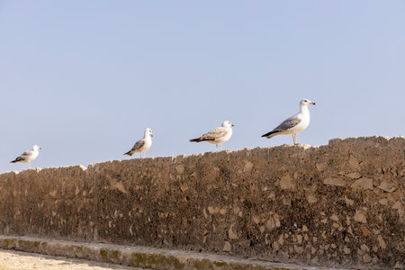 Seagulls on a stone against the background of the sky in the sun. Seagull sits on the fortress wall against the background of the mediterranean sea. copyspace. peaceful nature. Alicante, Spain.の写真素材