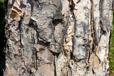 Maritime Pine, Pinus pinaster trunk symbol. Texture made of maritime pine tree bark. Beautiful...