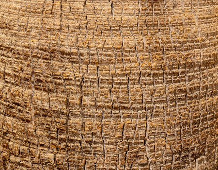 Detailed Texture of Palm Tree Bark. Closeup view of the textured patterned trunk of a tropical coconut palm tree. Close up of the tree trunk of a Date coconut Palm tree (Phoenix dactylifera)の写真素材