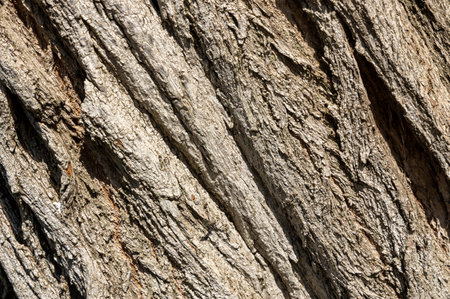 Olive tree bark pinaster trunk symbol. Texture made of olive tree bark. Beautiful olive tree bark...