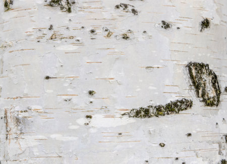The birch bark texture or background. Macro shot is made by means of stacking technology trunk....