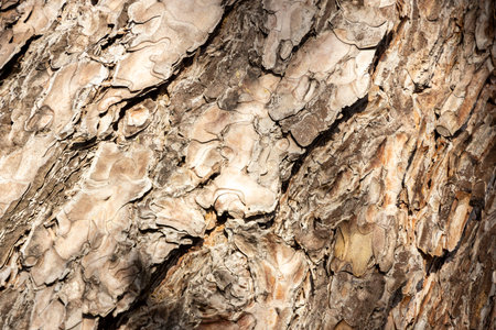 Maritime Pine, Pinus pinaster trunk symbol. Texture made of maritime pine tree bark. Beautiful...
