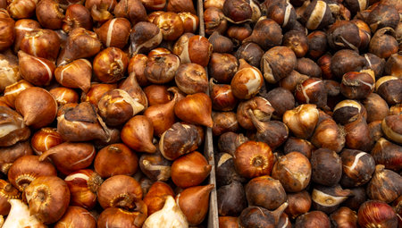 Tulip bulbs corms in wooden box on flower's market. Tulip Bulbs for Sale. Full coverage image of tulip bulbs. Concept image.の写真素材