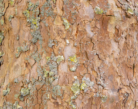 Platan, Platane, Platanus sycamore, plane tree trunk symbol. Texture made of Platan, Platane, sycamore, plane tree bark. Beautiful Platan tree trunk background. Conceptual image. Peaceful nature.の写真素材