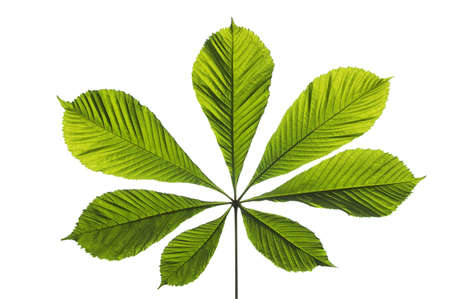Chestnut leaf isolated over whiteの写真素材