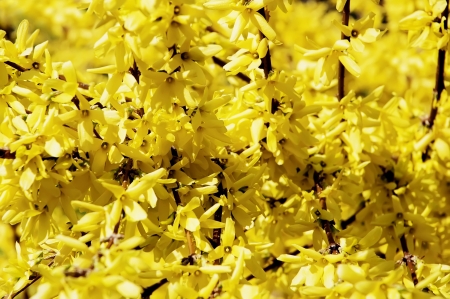 Nature background - colorfully yellow flowersの写真素材