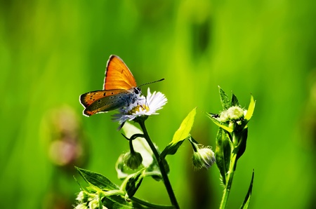 Butterfly on flower against the soft backgroundの写真素材