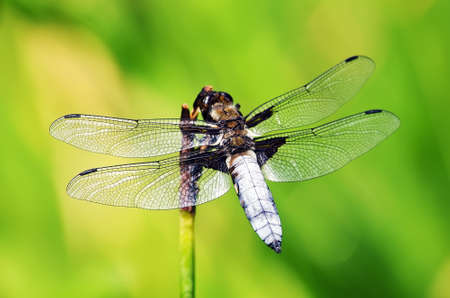 Dragonfly on a background of green grass