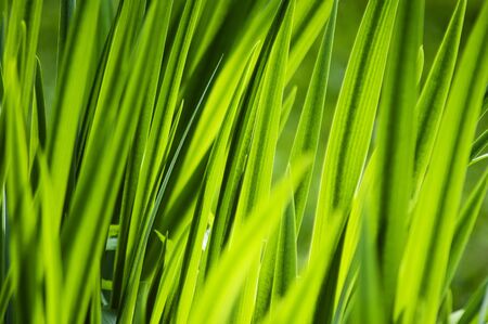 Nature background - thicket of green grassの写真素材