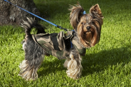 Dog - yorkshire terrier on a leash for a walkの写真素材